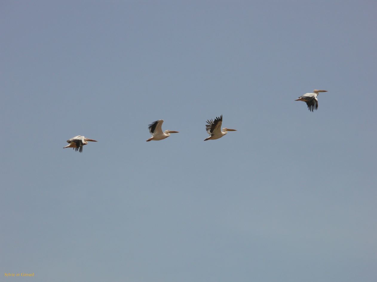 H 16 Parc du Djoudj pélican