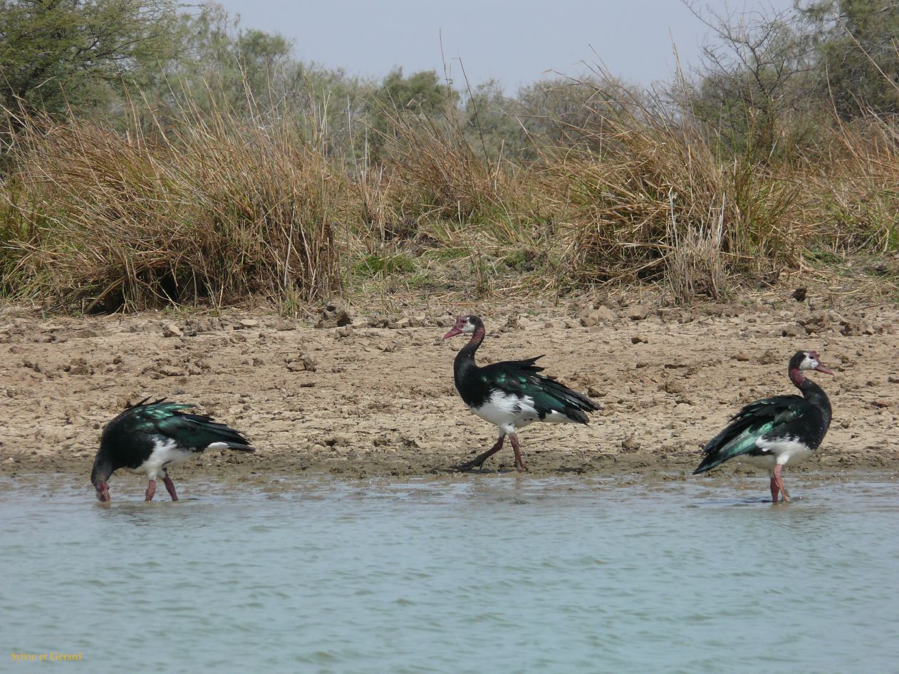H 17 Parc du Djoudj oies