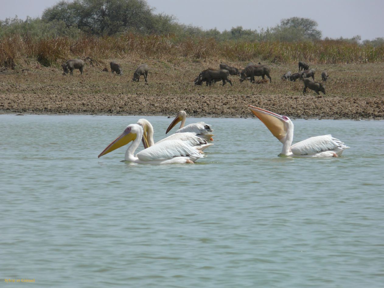 H 19 Parc du Djoudj pélicans