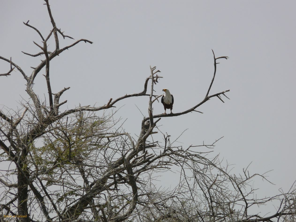 H 20 Parc du Djoudj aigle pêcheur
