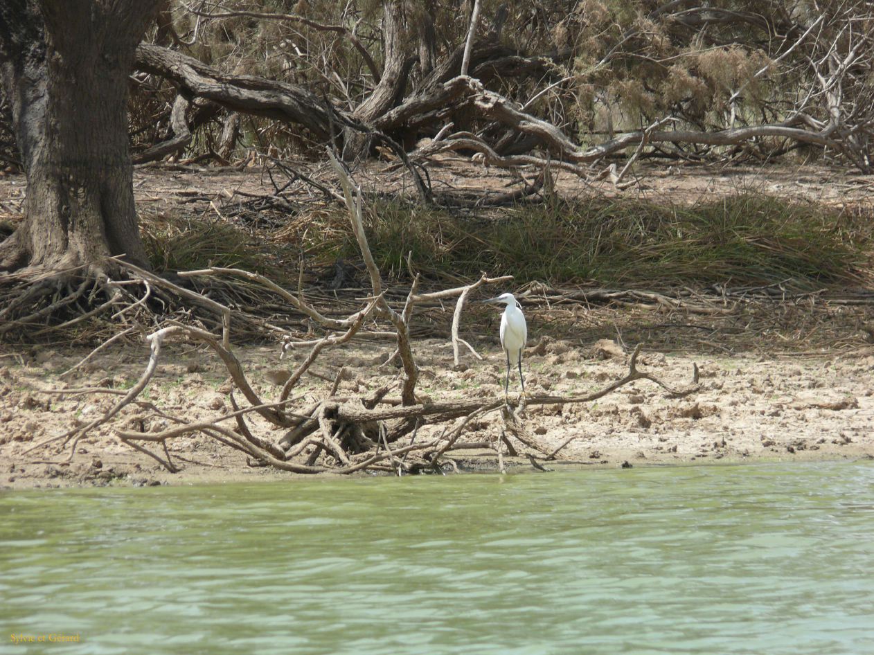 H 21 Parc du Djoudj aigrette