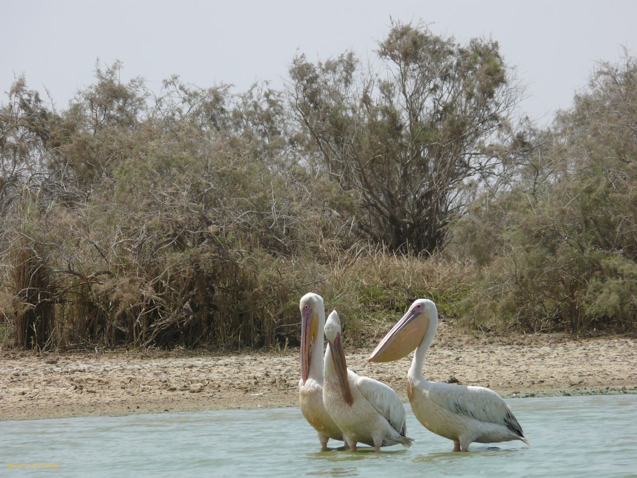 H 22 Parc du Djoudj pélican