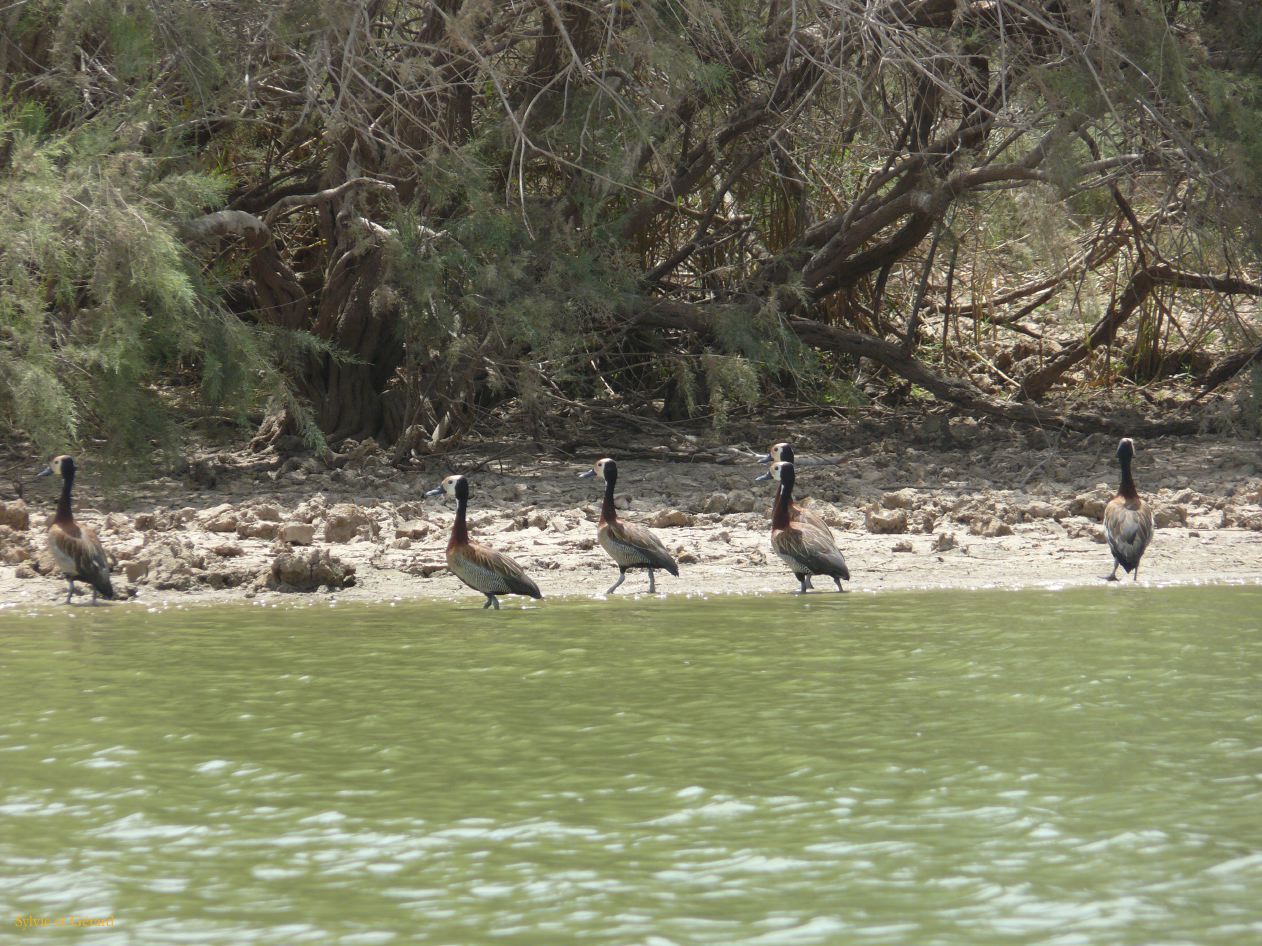 H 23 Parc du Djoudj canards siffleurs