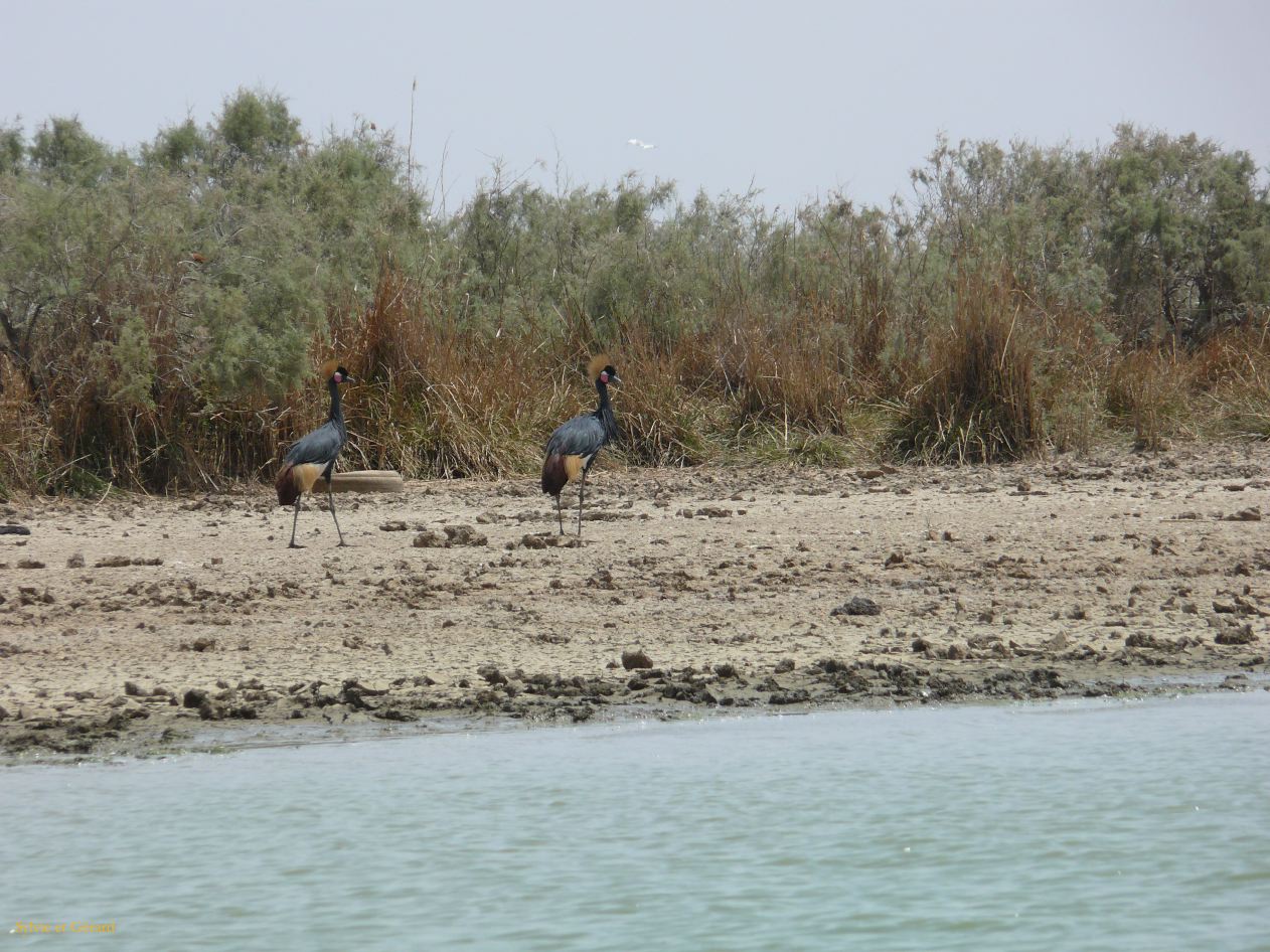 H 24 Parc du Djoudj grues