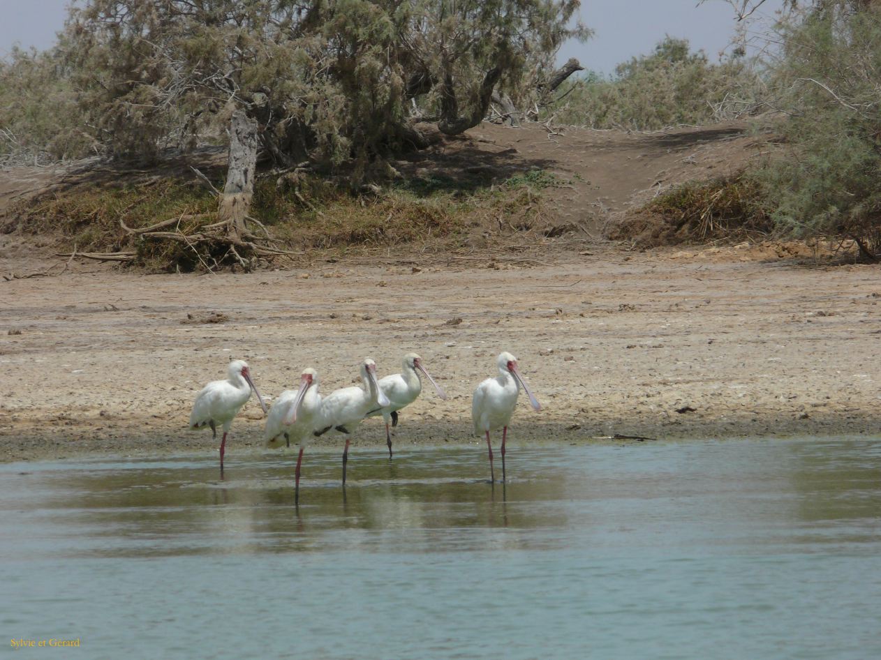 H 26 Parc du Djoudj spatules