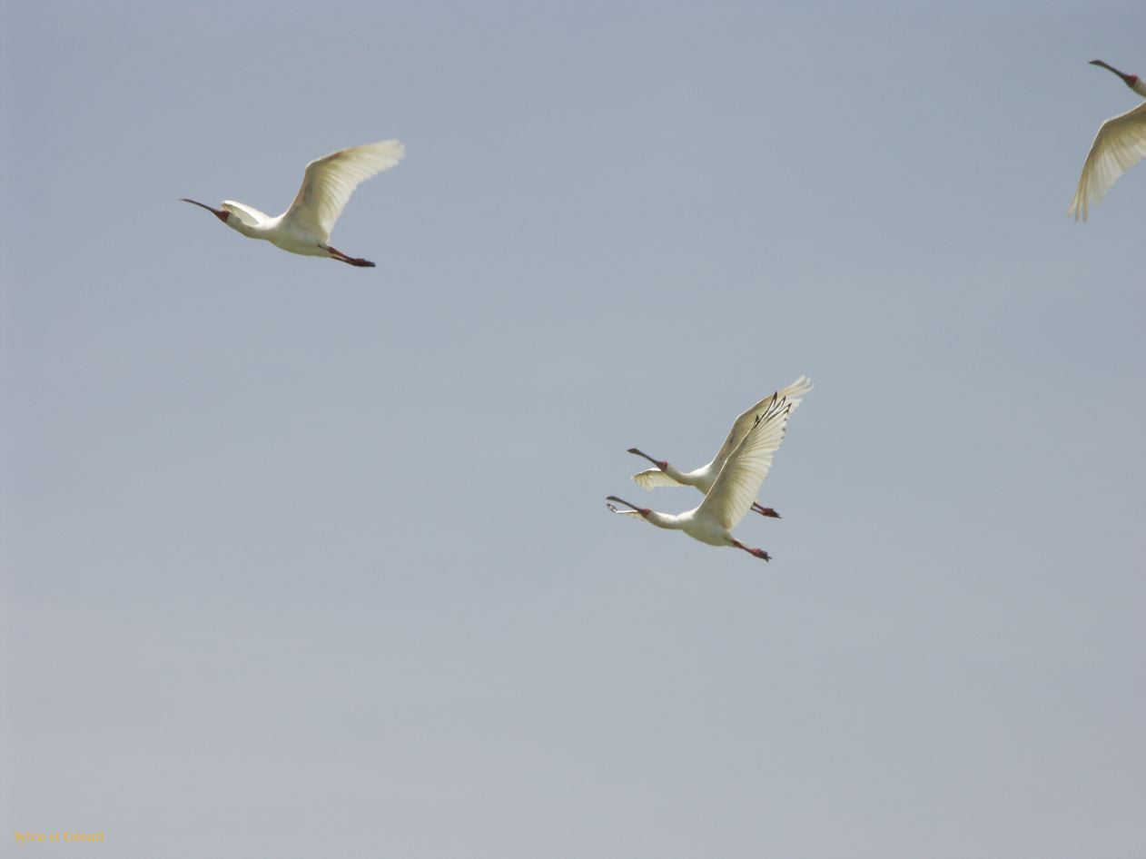 H 28 Parc du Djoudj cigognes