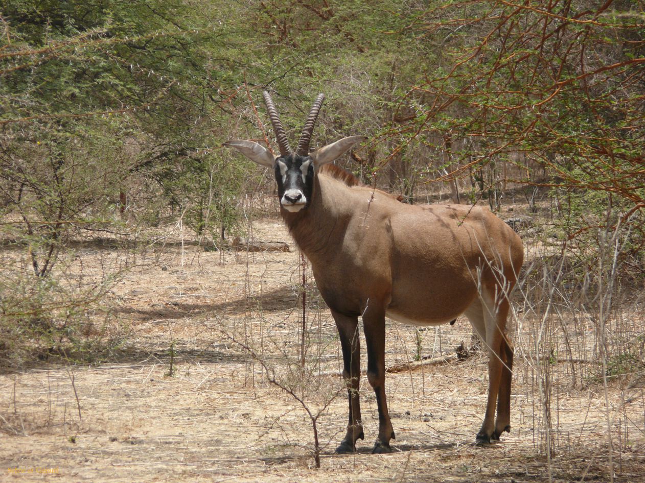 B 03 Bandia antilope cheval ou hippodrague