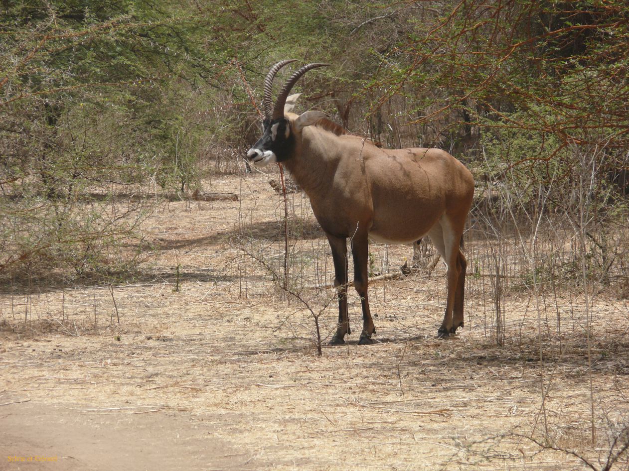 B 05 Bandia antilope cheval b