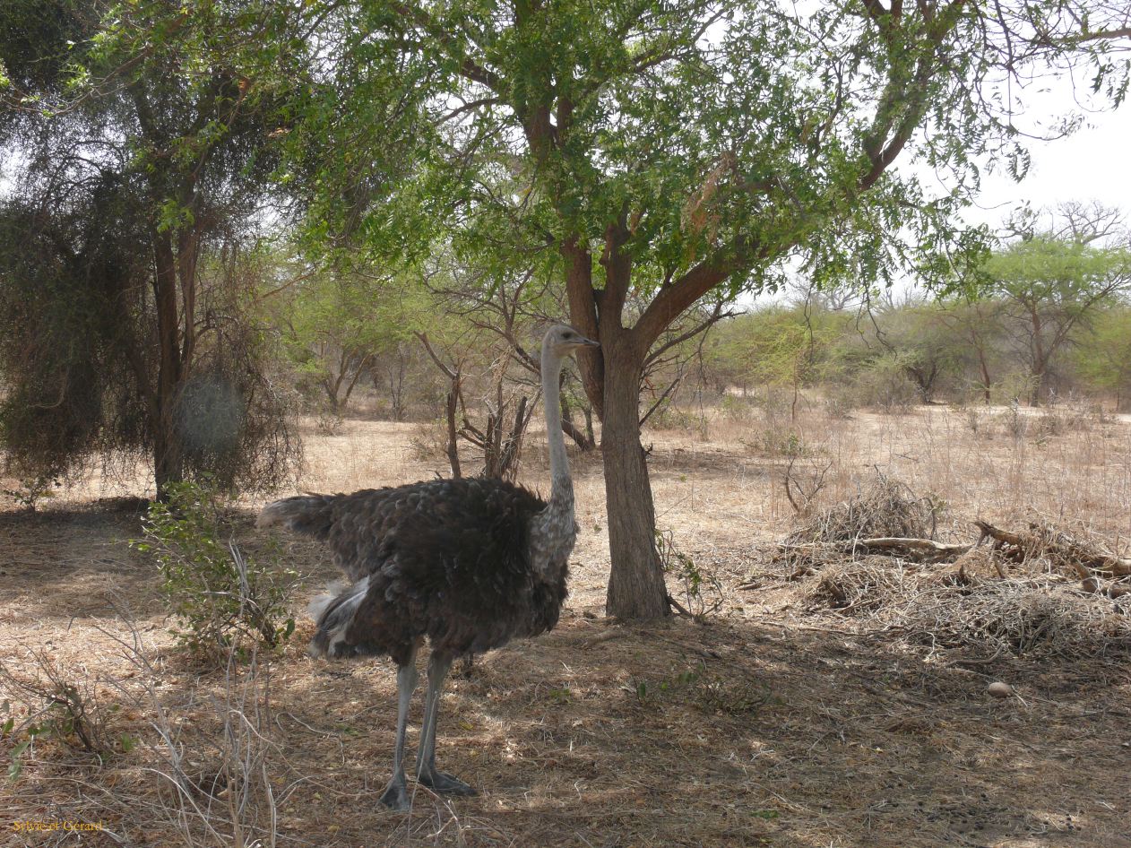 B 06 Bandia autruche c