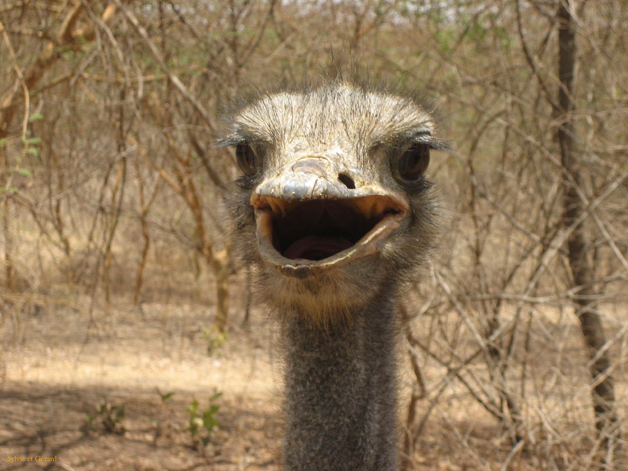 B 07 Bandia autruche