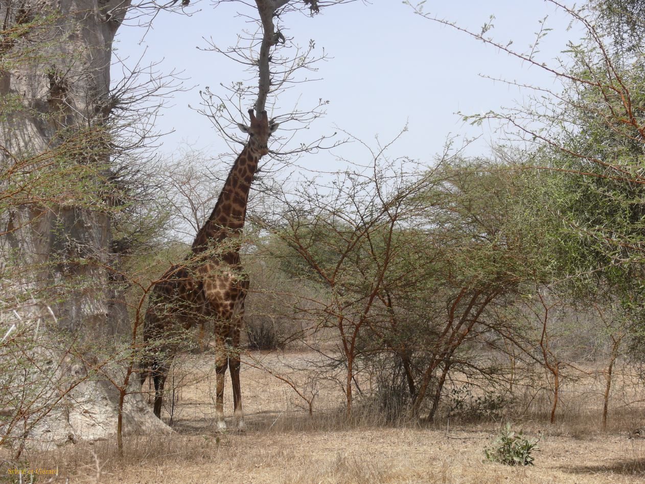 B 09 Bandia girafe a