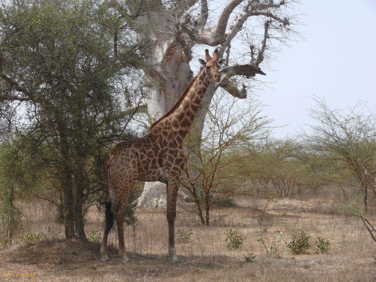 B 09 Bandia girafe b