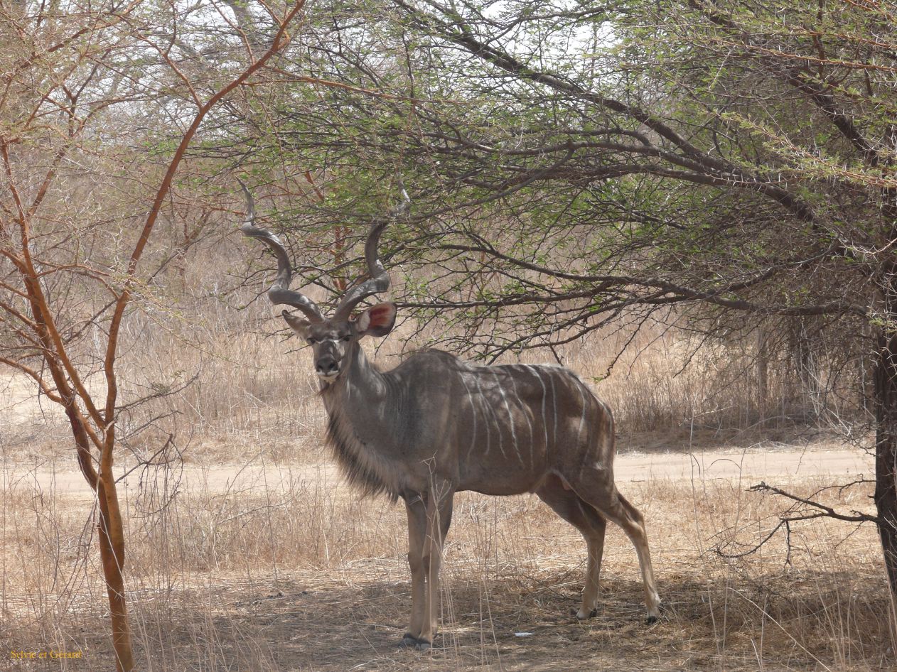 B 11 Bandia grand coudou