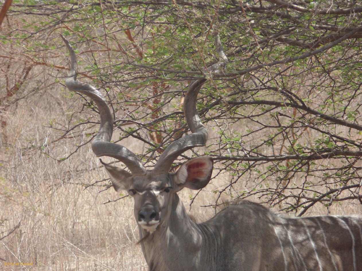 B 12 Bandia grand coudou b