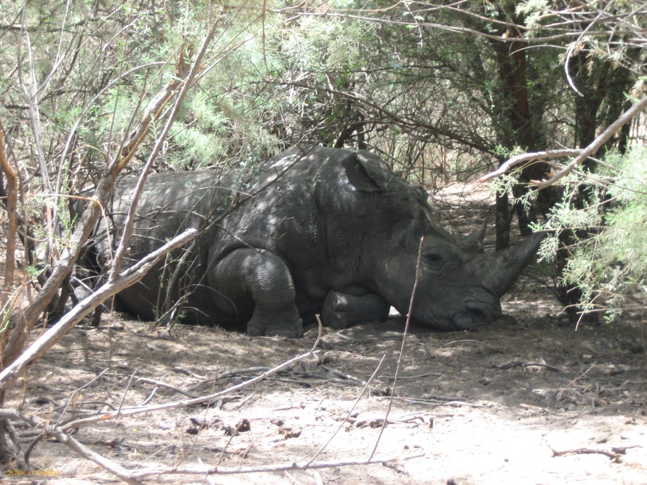 B 13 Bandia rhinocéros