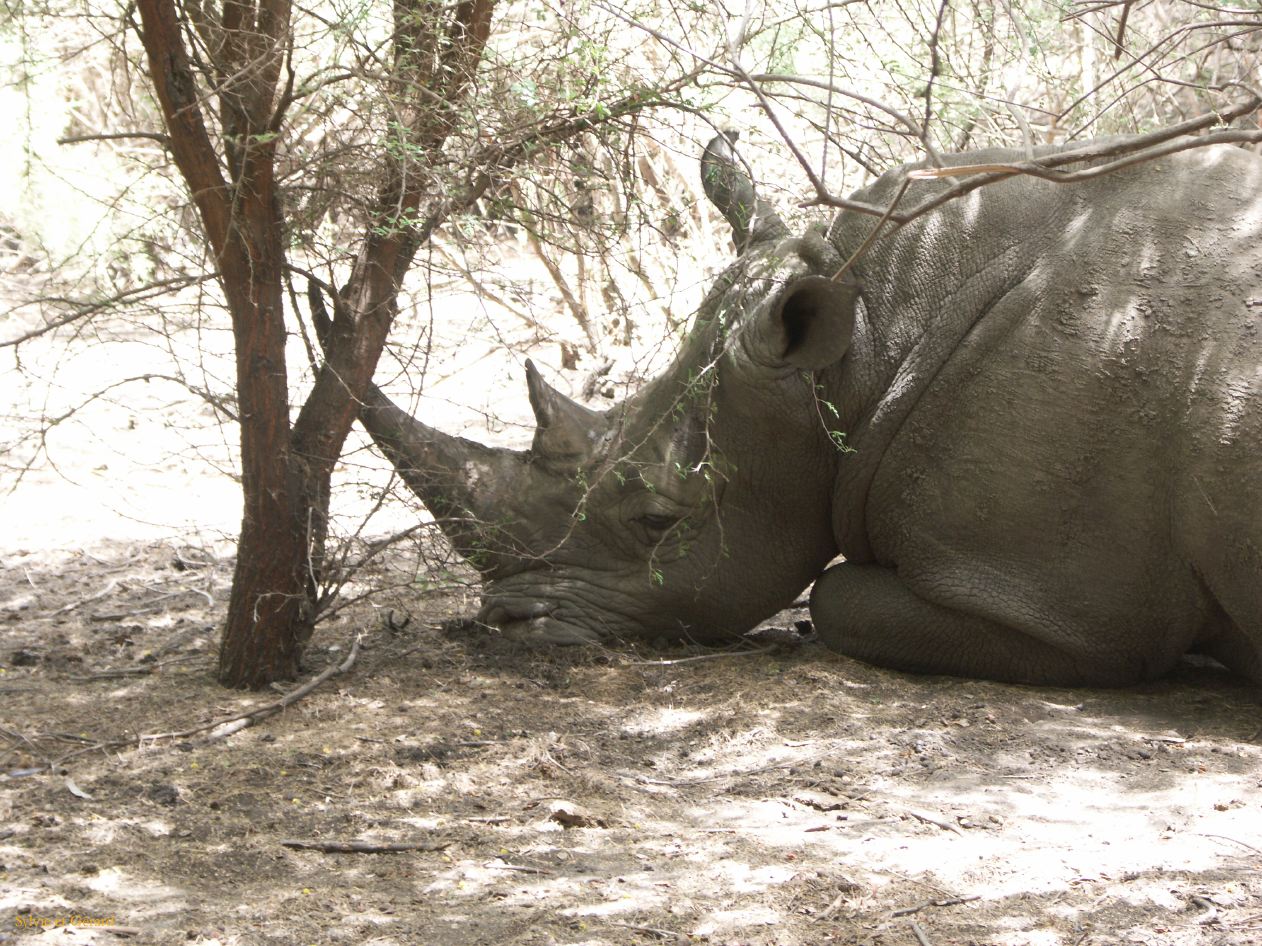 B 14 Bandia rhinocéros b