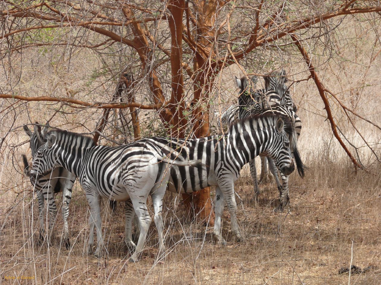 B 16 Bandia zèbres c