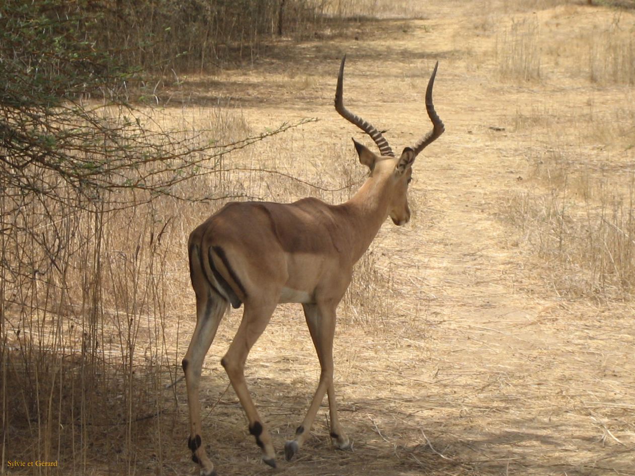 B 18 Bandia cobe de buffon
