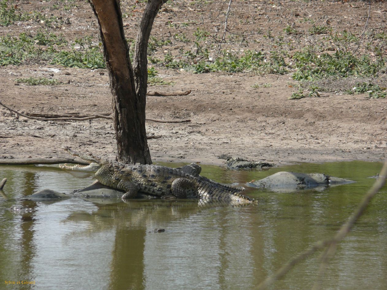 B 19 Bandia crocodile