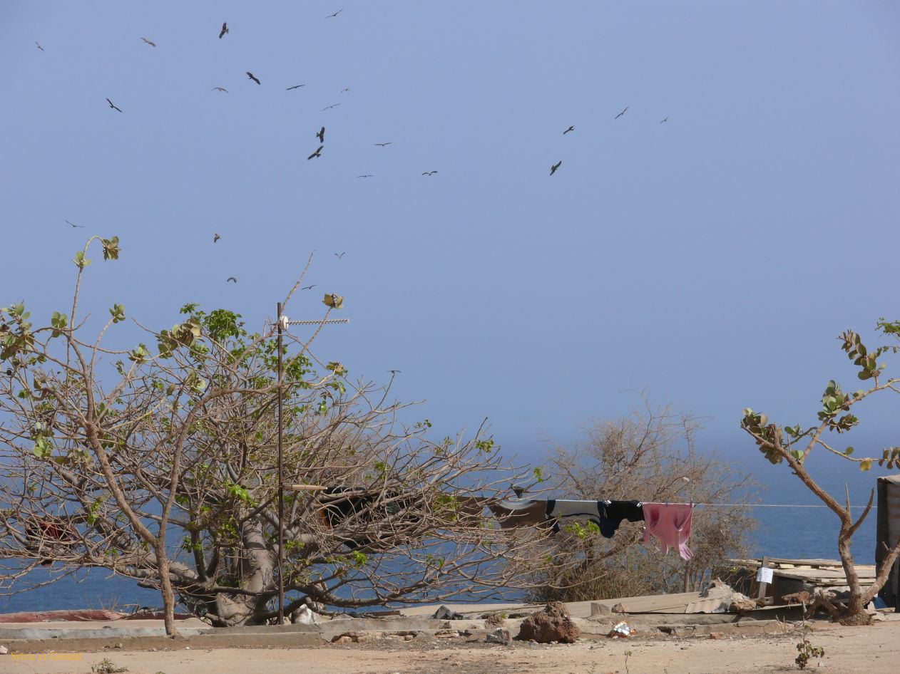 C 09 Ile de Gorée