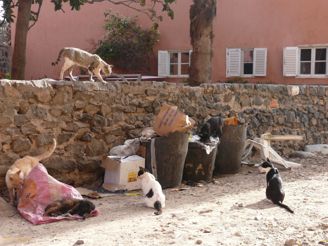 C 15 Ile de Gorée