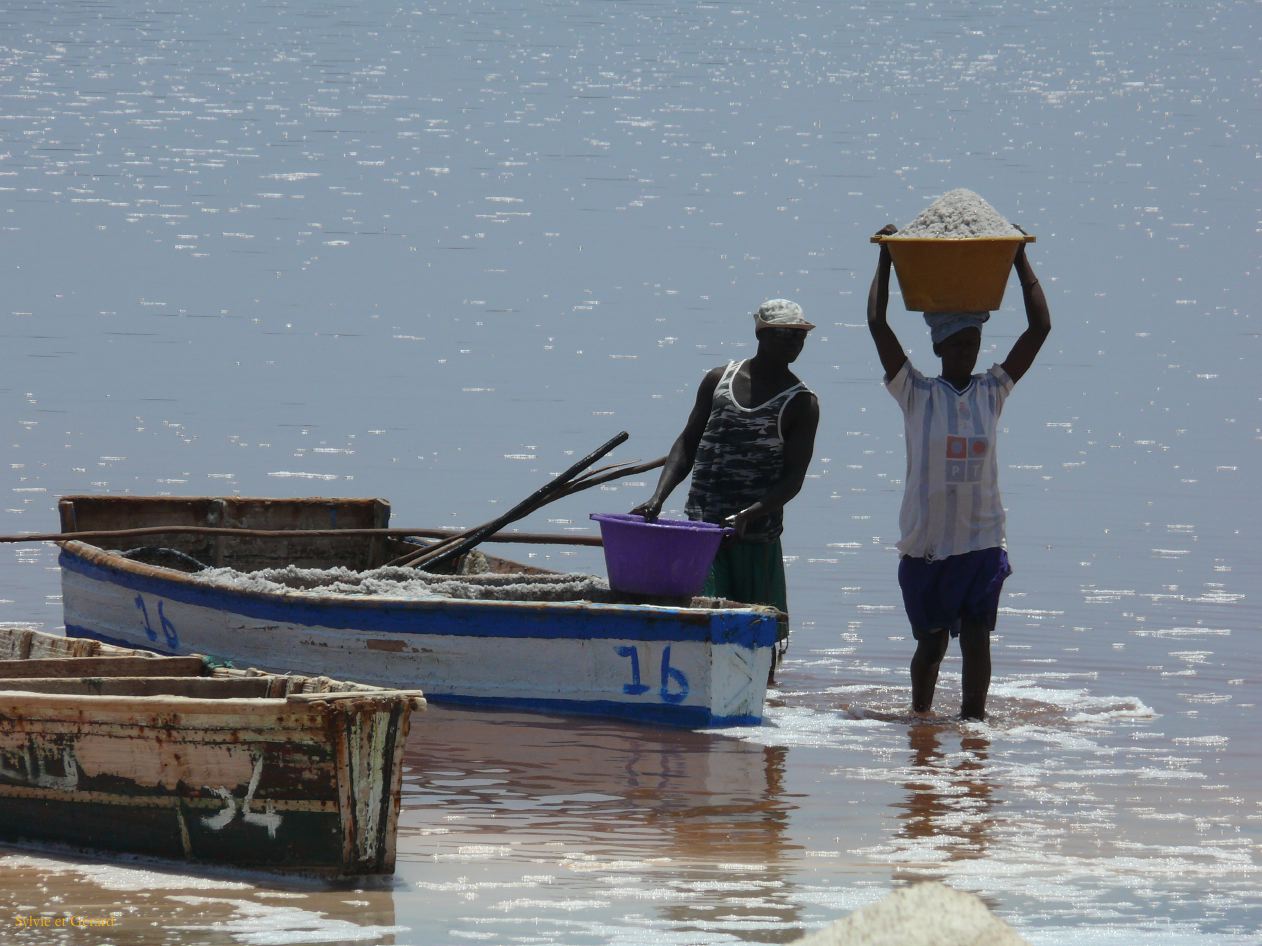 D 20 Lac rose