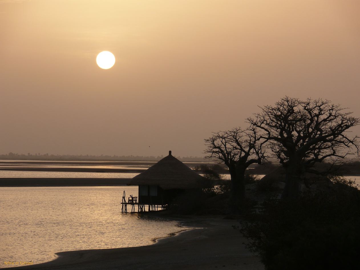E 02 Le Sine Saloun zone de Mangroves