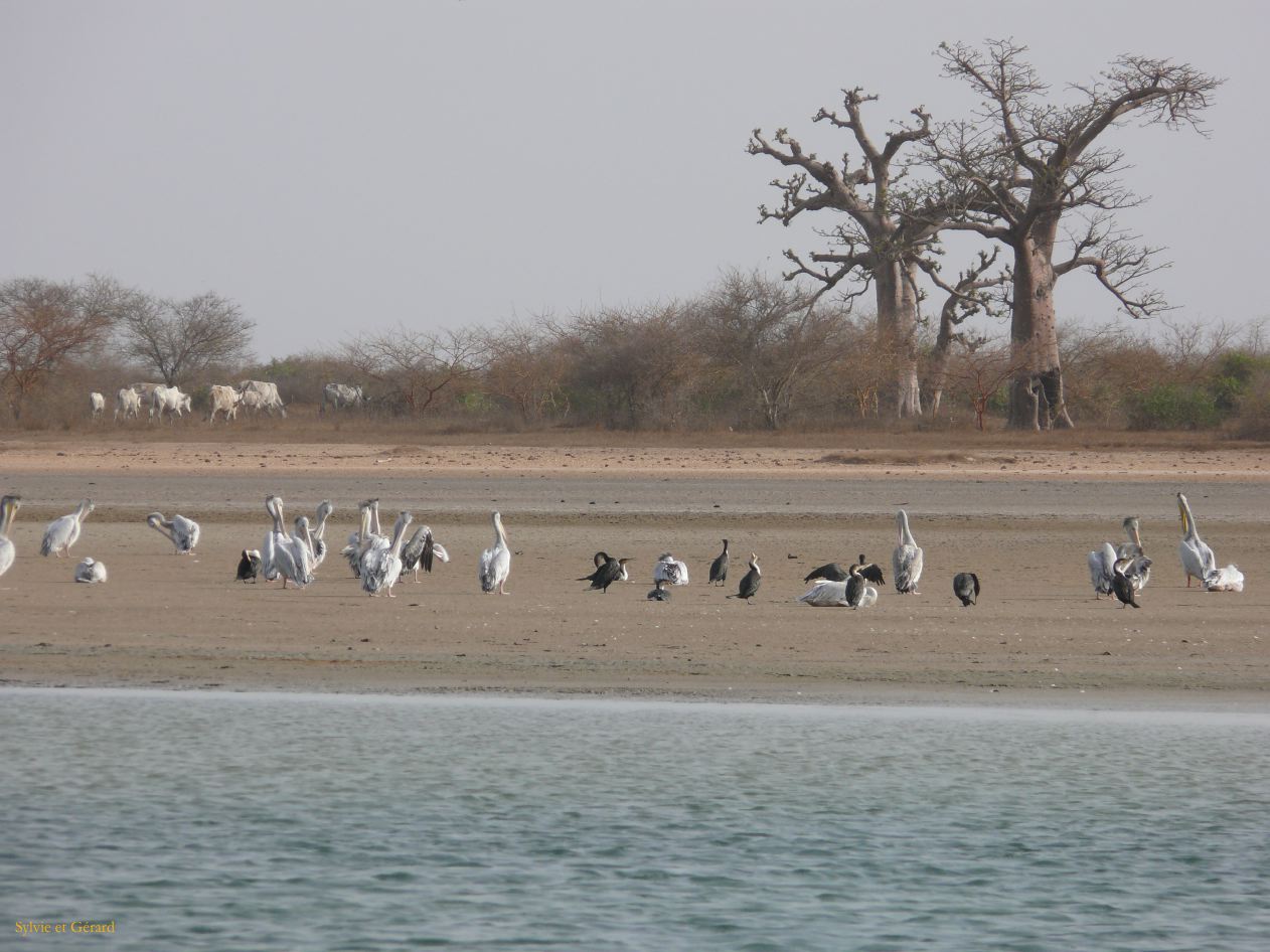 E 03 Le Sine Saloun delta de 2 fleuves le Sine et le Saloun