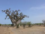 F 24 Nianing baobab