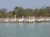 H 14 Parc du Djoudj pélicans