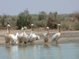 H 27 Parc du Djoudj pélicans