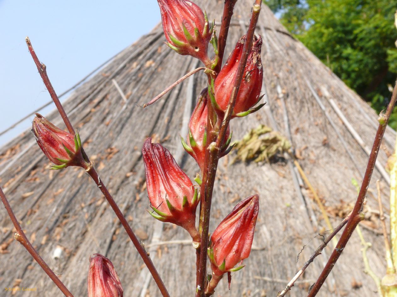 G 21 Village d'Ethwouar