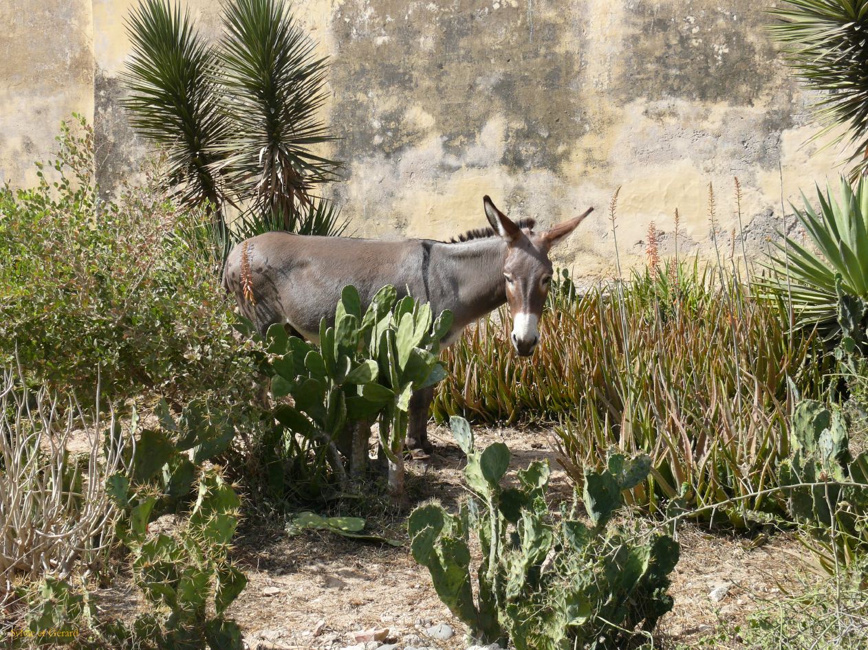 B 08b Ile de Gorée