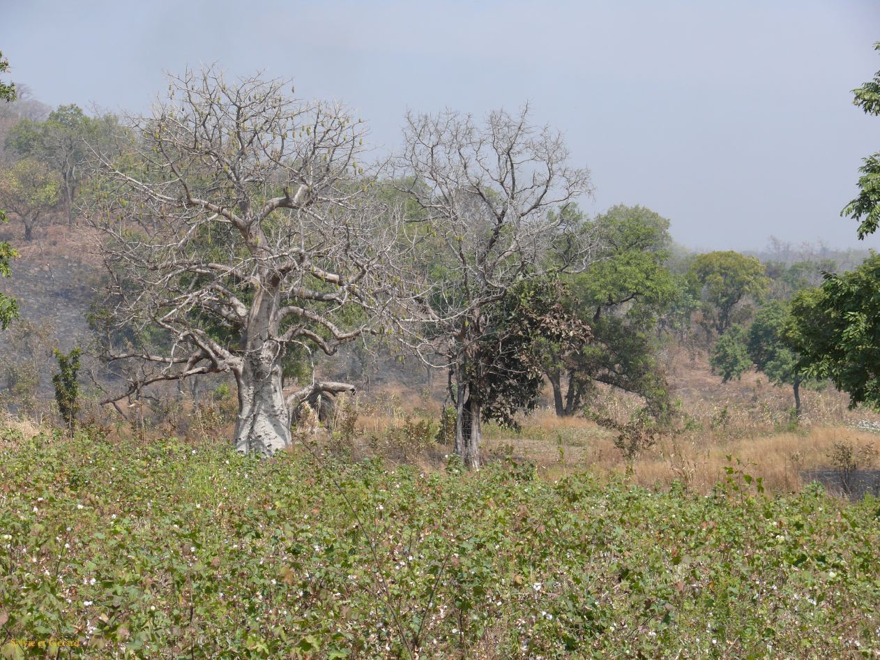 H 03 Champs de coton