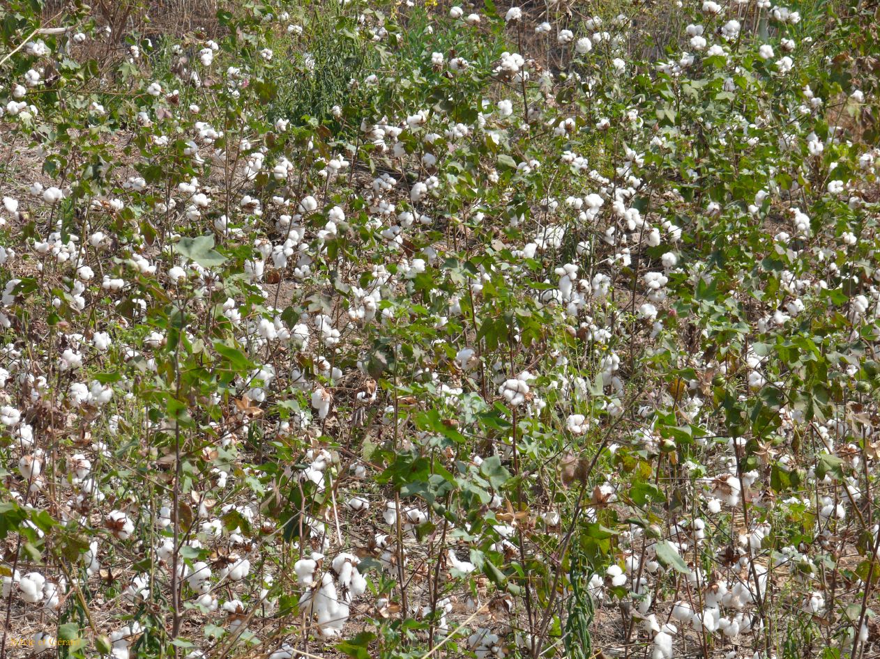 H 04 Champs de coton