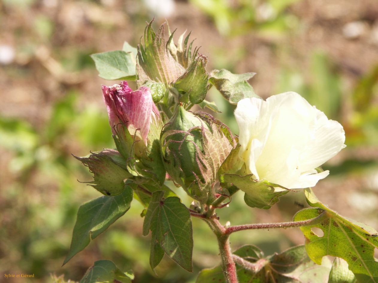 H 05 Champs de coton