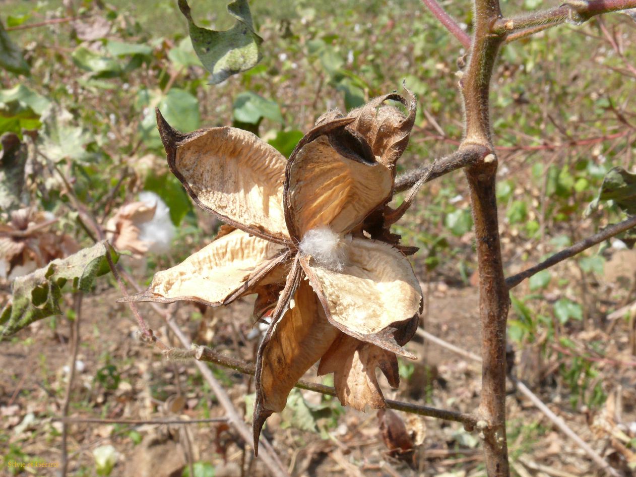 H 07 Champs de coton