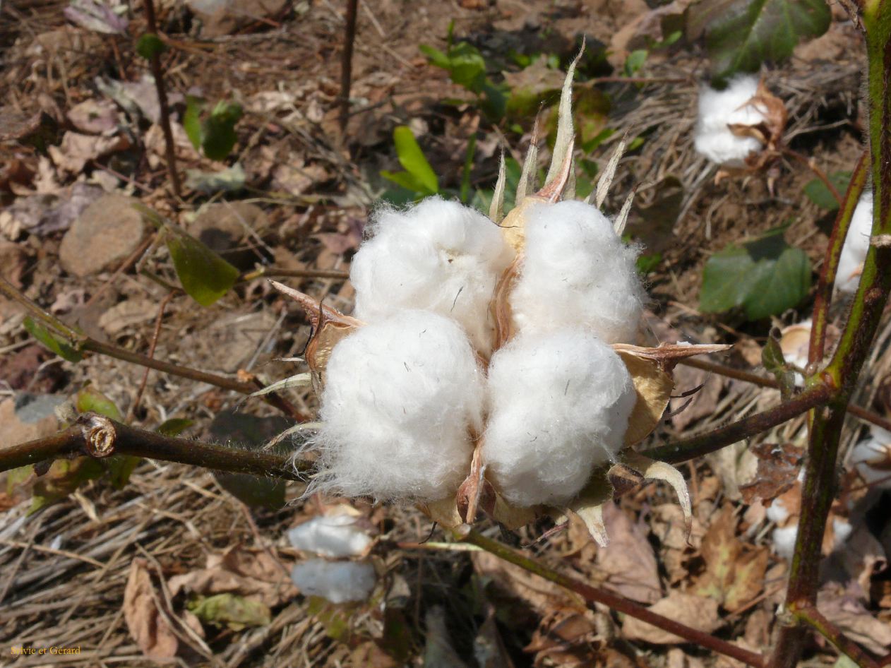 H 08 Champs de coton