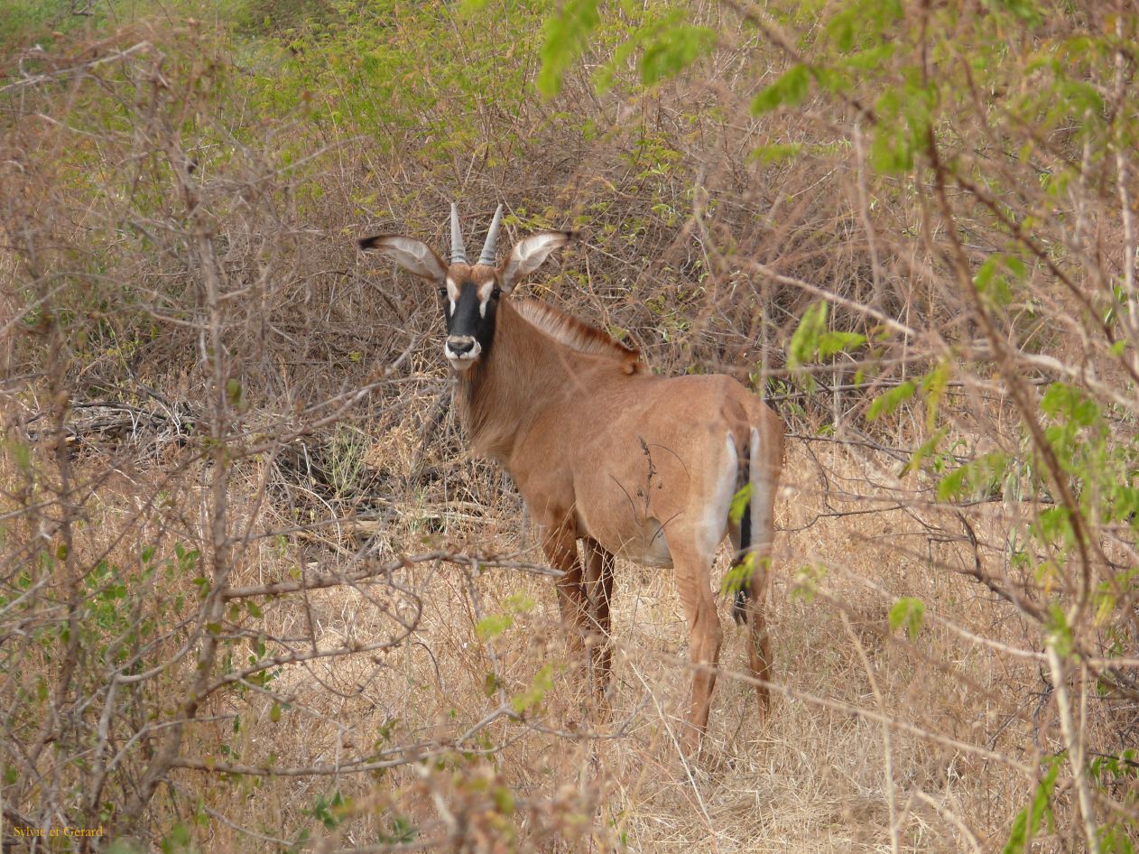 J 03 Réserve de Bandia hyppotrague