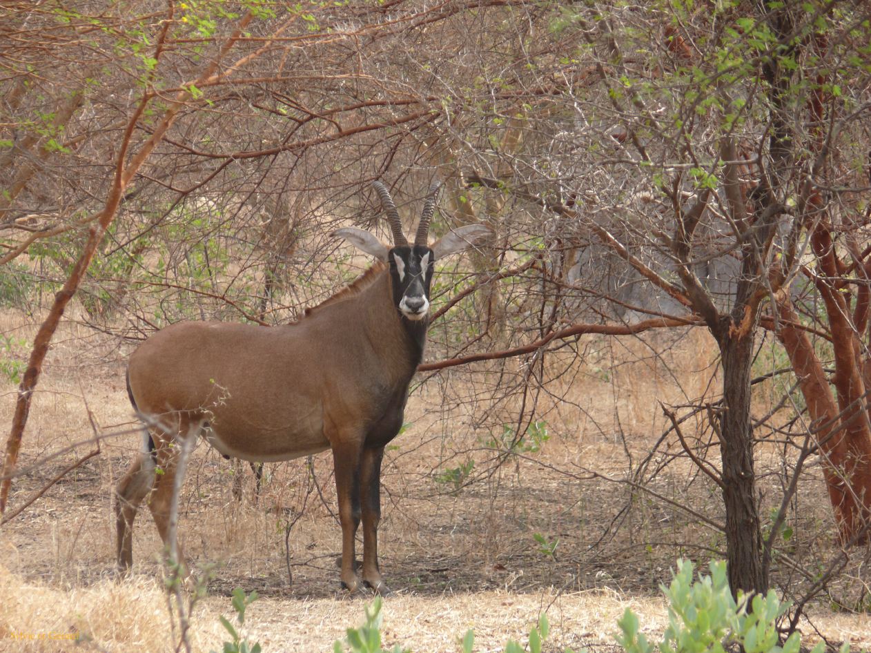 J 05 Réserve de Bandia hyppotrague
