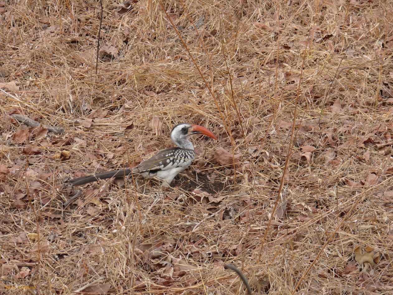 J 06 Réserve de Bandia calao