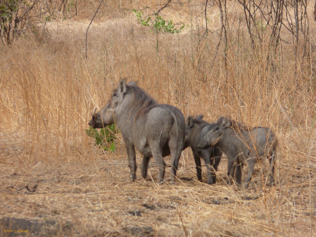 J 11 Réserve de Bandia phacochères