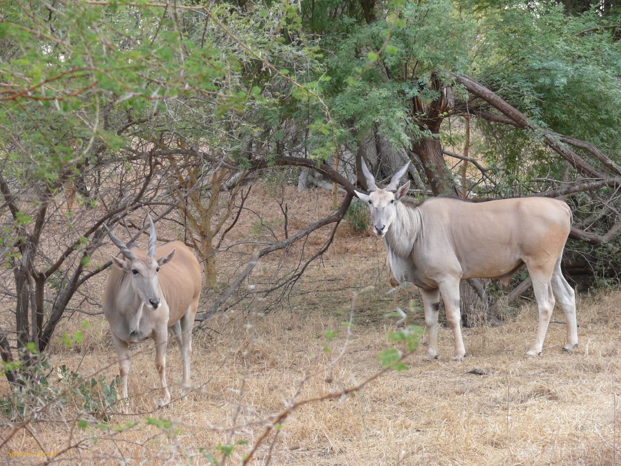 J 13 Réserve de Bandia élans du Cap