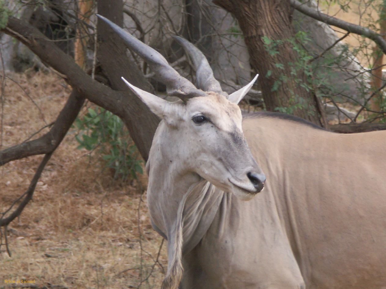 J 14 Réserve de Bandia élan du Cap