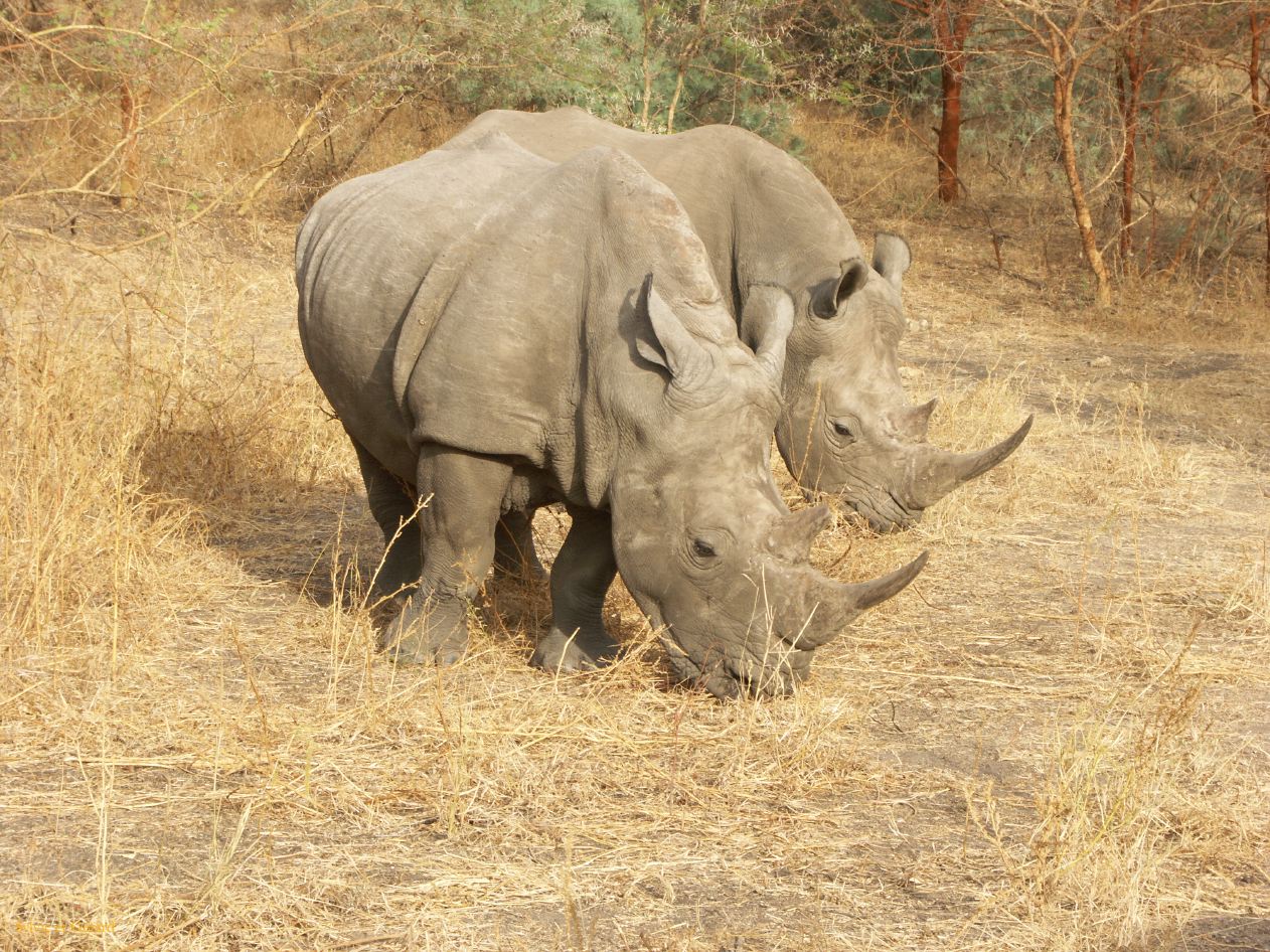 J 19 Réserve de Bandia jeunes rhinocéros