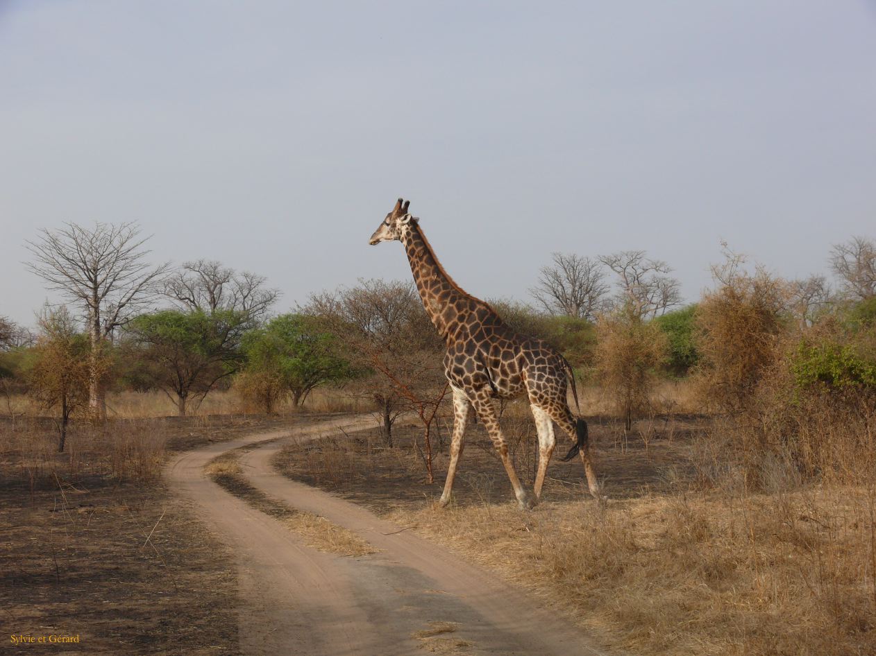 J 23 Réserve de Bandia girafe
