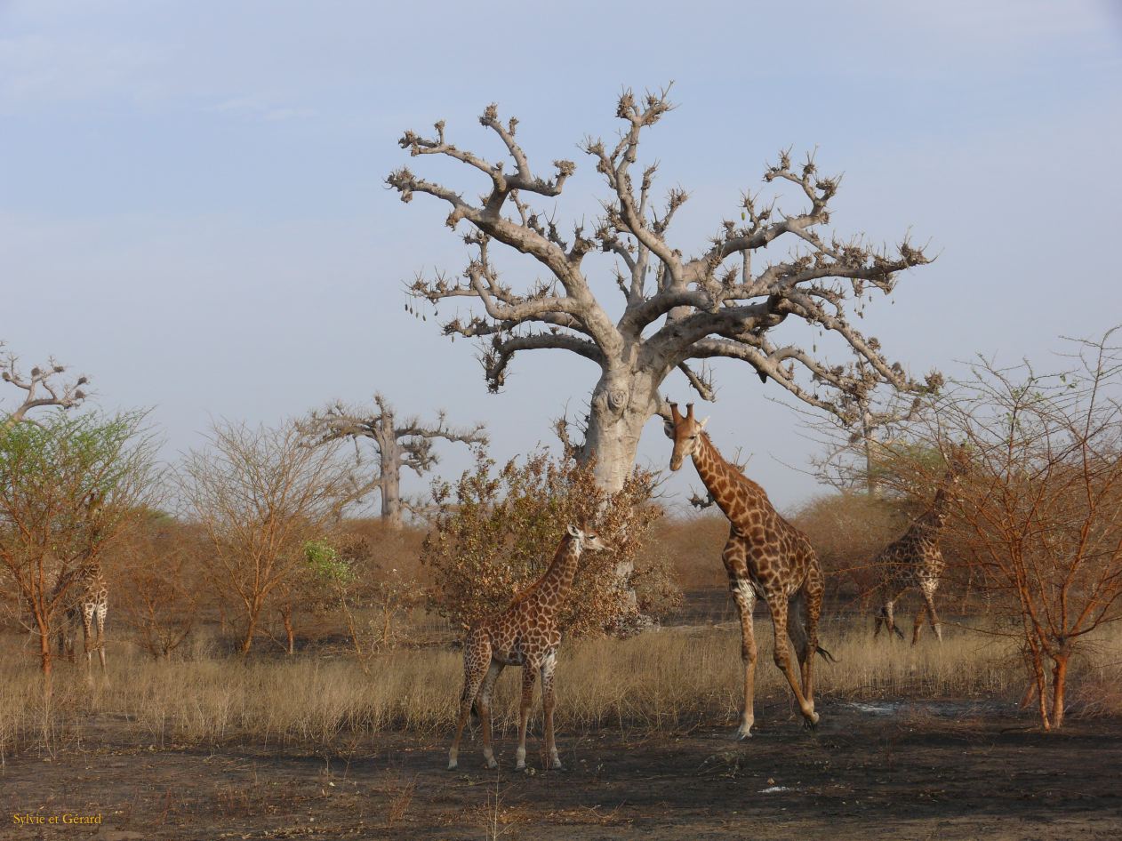 J 25 Réserve de Bandia girafes