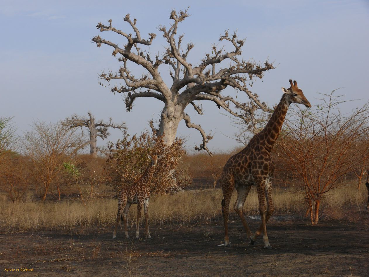 J 27 Réserve de Bandia girafes