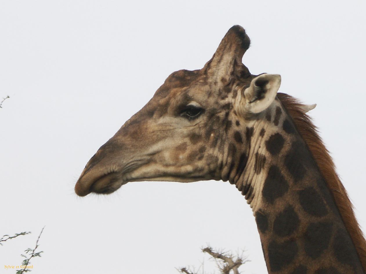 J 32 Réserve de Bandia girafe