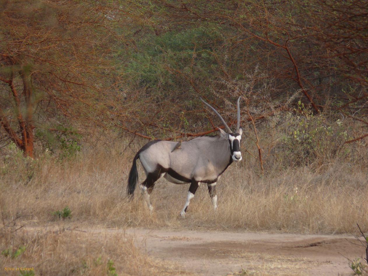 J 33 Réserve de Bandia oryx